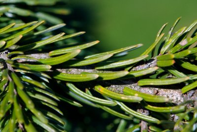 Picea omorica 'Pendula' - smrk omorika - jehlice, borka